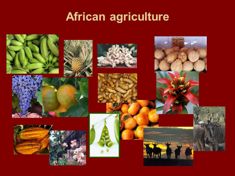 African agriculture